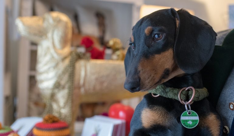 Dackel «Seppi», aufgenommen im Dackelmuseum in Passau. (Foto: dpa)
