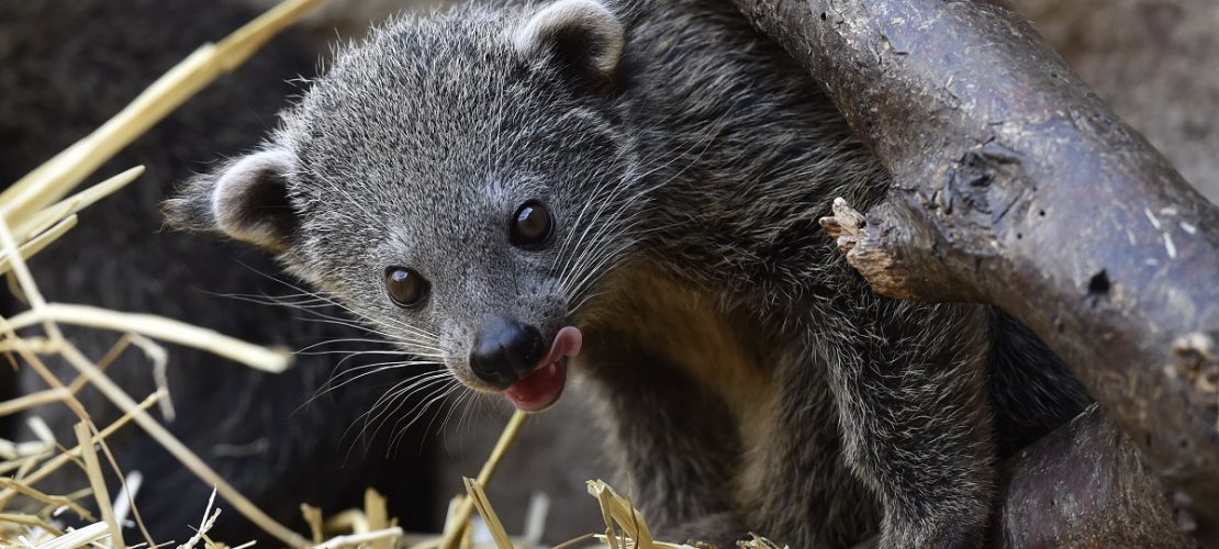 Ein Binturong (Arctictis binturong) klettert an einem Ast in seinem Gehege. (Foto: dpa)