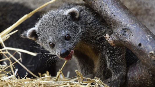 Ein Binturong (Arctictis binturong) klettert an einem Ast in seinem Gehege. (Foto: dpa)