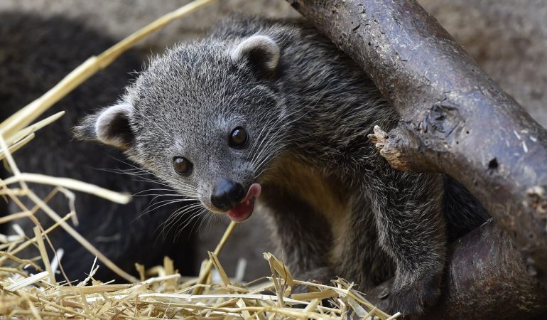 Ein Binturong (Arctictis binturong) klettert an einem Ast in seinem Gehege. (Foto: dpa)