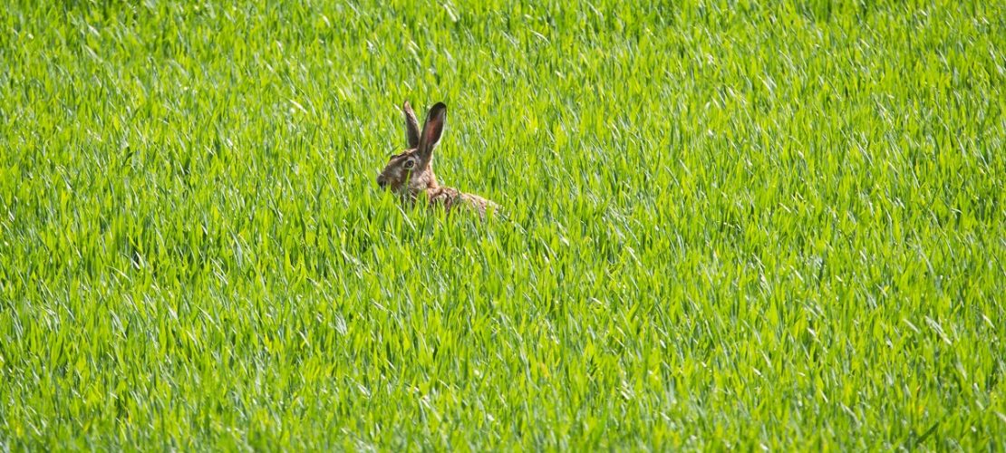 Noch versteckt er sich, der Osterhase. Bis er zu dir kommt, kannst du noch eine Runde backen. (Foto: dpa)