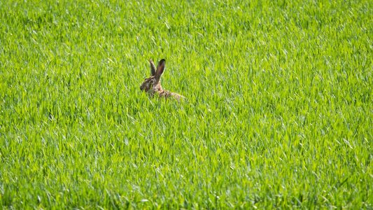 Noch versteckt er sich, der Osterhase. Bis er zu dir kommt, kannst du noch eine Runde backen. (Foto: dpa)