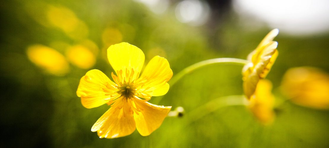 Blüten des Scharfen Hahnenfußes, in vielen Regionen Deutschlands auch als Butterblume bezeichne findet man besonders gut im Mai. (Foto: dpa)