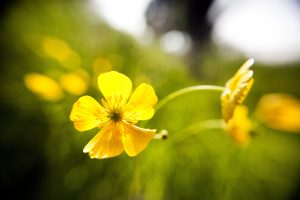 Blüten des Scharfen Hahnenfußes, in vielen Regionen Deutschlands auch als Butterblume bezeichne findet man besonders gut im Mai. (Foto: dpa)