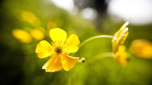 Blüten des Scharfen Hahnenfußes, in vielen Regionen Deutschlands auch als Butterblume bezeichne findet man besonders gut im Mai. (Foto: dpa)