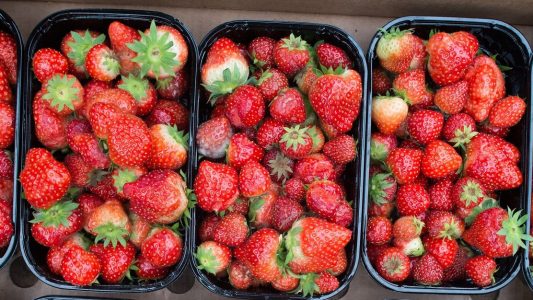 Sie schmecken wässrig, sind mit Pestiziden belasten und schaden der Umwelt: importierte Erdbeeren. .(Foto: dpa)