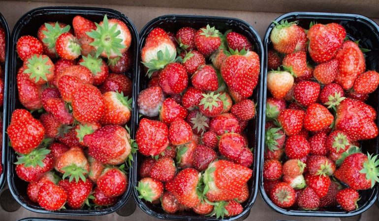 Sie schmecken wässrig, sind mit Pestiziden belasten und schaden der Umwelt: importierte Erdbeeren. .(Foto: dpa)
