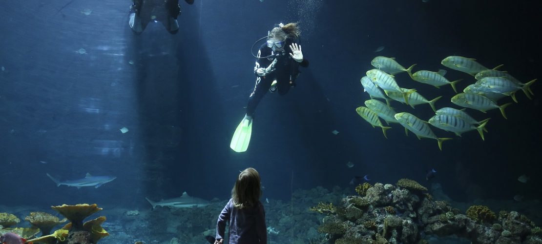 Im Haibecken schwimmen – keine gute Idee. Tierpflegerin Ina aus dem Tierpark Hagenbeck in Hamburg macht es trotzdem. Wie es dazu kommt, erklärt am Dienstag (8. Mai) die Serie „Leopard, Seebär & Co.“. Die Folge „Die mit dem Hai schwimmt“ beginnt um 17.10 Uhr im NDR. (Foto: dpa)