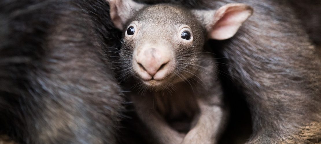Der kleine Wombat Apari schaut aus dem Beutel seiner Mutter Tinsel. (Foto: dpa)
