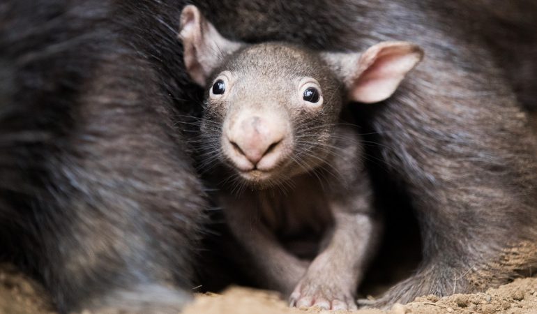 Der kleine Wombat Apari schaut aus dem Beutel seiner Mutter Tinsel. (Foto: dpa)
