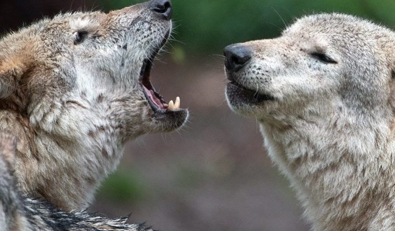 ARCHIV - 13.04.2018, Baden-Württemberg, Cleebronn: Europäische Wölfe heulen im Wildparadies Tripsdrill. Foto: Sebastian Gollnow/dpa
