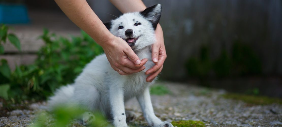 HANDOUT - 31.05.2013, Russland, Nowosibirsk: Ein gezähmter Fuchs auf dem Gelände einer Fuchs-Farm nahe Akademgorodok. (Foto: Institute Cytology and Genetics/The Institute of Cytology and Genetics/dpa)