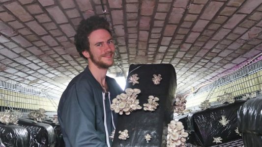 Der Landwirt Raphael Maret zeigt selbstgezüchtete Pilze in einer alten preußischen Militäranlage. (Foto: dpa)