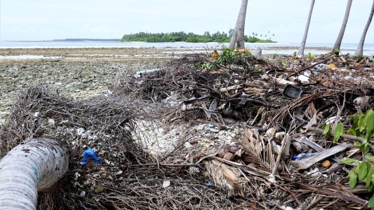 Der starke Regen spült die Erde der Malediven weg. So finden die Palmen keinen Halt mehr und fallen um. (Foto: Peter Pauls)