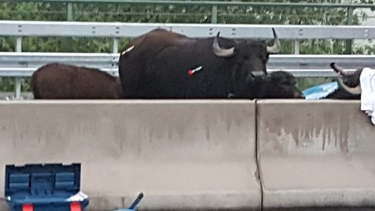 Betäubte Wasserbüfel stehen auf der Autobahn 3 (A 3) zwischen dem Dreieck Langenfeld und dem Kreuz Leverkusen. (Foto: dpa)
