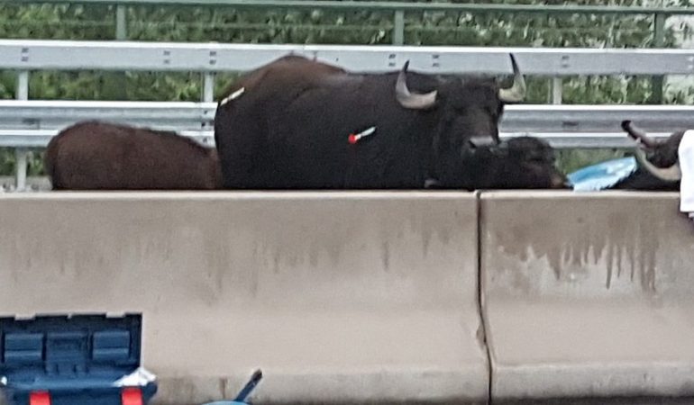 Betäubte Wasserbüfel stehen auf der Autobahn 3 (A 3) zwischen dem Dreieck Langenfeld und dem Kreuz Leverkusen. (Foto: dpa)