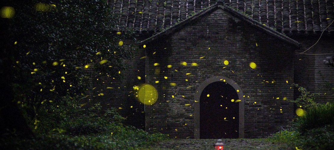 Glühwürmchen fliegen am 12.07.2017 in Nanjing, China, in der Nähe des Linggu Tempels. (Foto: dpa)
