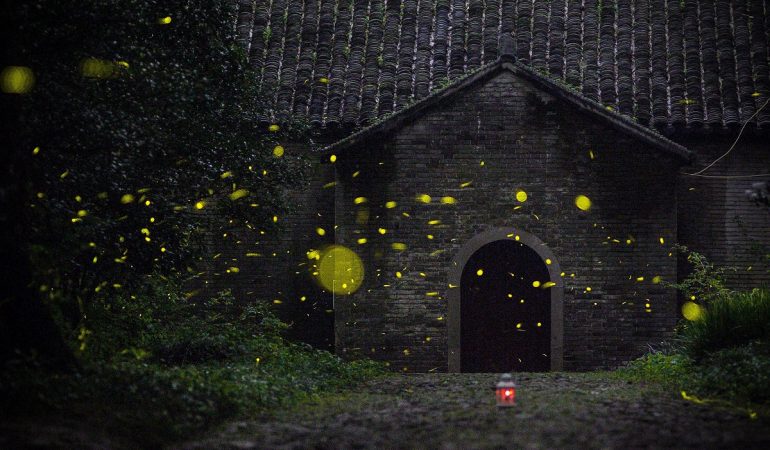 Glühwürmchen fliegen am 12.07.2017 in Nanjing, China, in der Nähe des Linggu Tempels. (Foto: dpa)