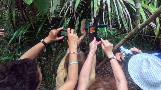 Viele Touristen wollen unbedingt ein Foto von einem Koboldmaki machen. (Foto: Christoph Sator/dpa)