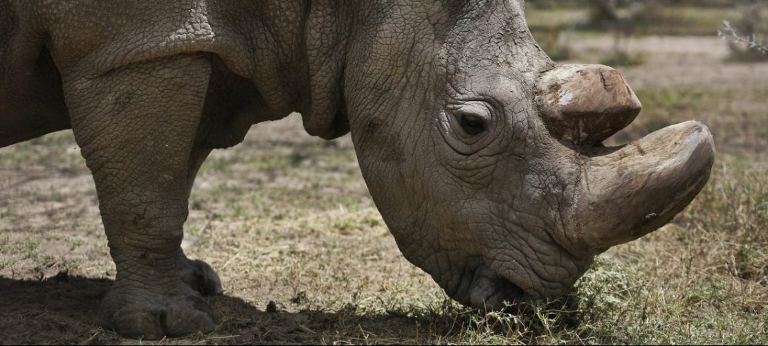 Das männliche Nördliche Breitmaulnashorn Sudan steht im Wildtierreservat Ol Pejeta. (Foto: dpa)