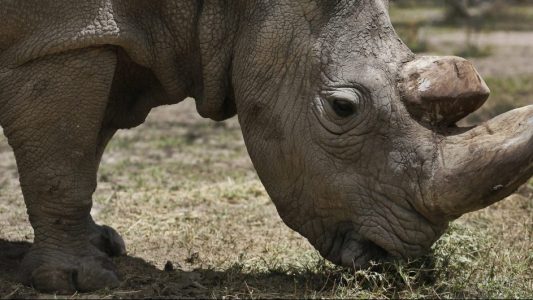 Das männliche Nördliche Breitmaulnashorn Sudan steht im Wildtierreservat Ol Pejeta. (Foto: dpa)