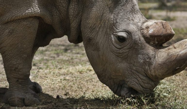 Das männliche Nördliche Breitmaulnashorn Sudan steht im Wildtierreservat Ol Pejeta. (Foto: dpa)