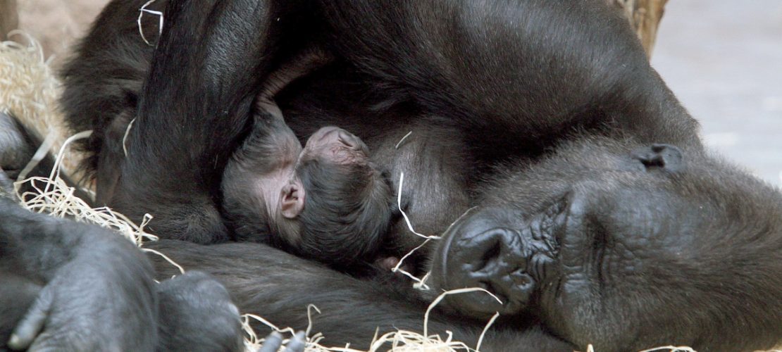 Gorillaeltern kuscheln gerne mit ihren Babys. So wie wir Menschen das auch tun. (Foto: dpa)