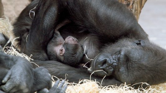 Gorillaeltern kuscheln gerne mit ihren Babys. So wie wir Menschen das auch tun. (Foto: dpa)