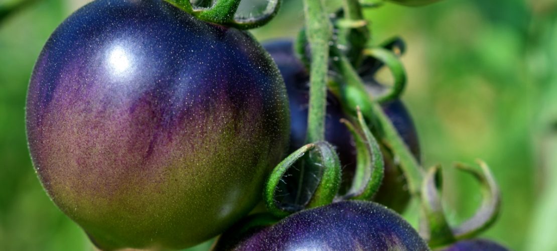 In einem Gewächshaus auf dem Hof von Benedicta von Branca am Weinberg in Bornow unweit von Beeskow wächst die Tomatensorte 