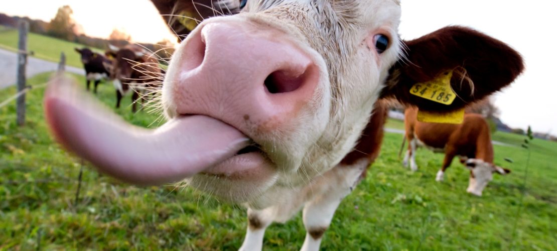 Ganz schön lang! Eine Kuhzunge muss ja auch ans Gras kommen! (Foto: dpa)