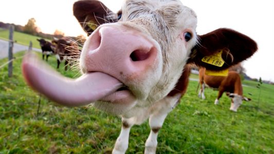 Ganz schön lang! Eine Kuhzunge muss ja auch ans Gras kommen! (Foto: dpa)