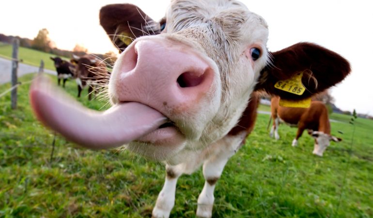 Ganz schön lang! Eine Kuhzunge muss ja auch ans Gras kommen! (Foto: dpa)