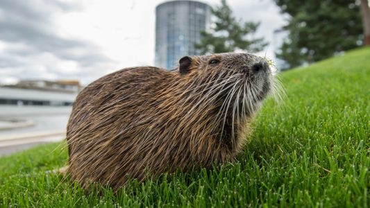 Mittlerweile leben viele exotische Tiere in der Stadt - wie zum Beispiel Nutrias, also Biberratten.