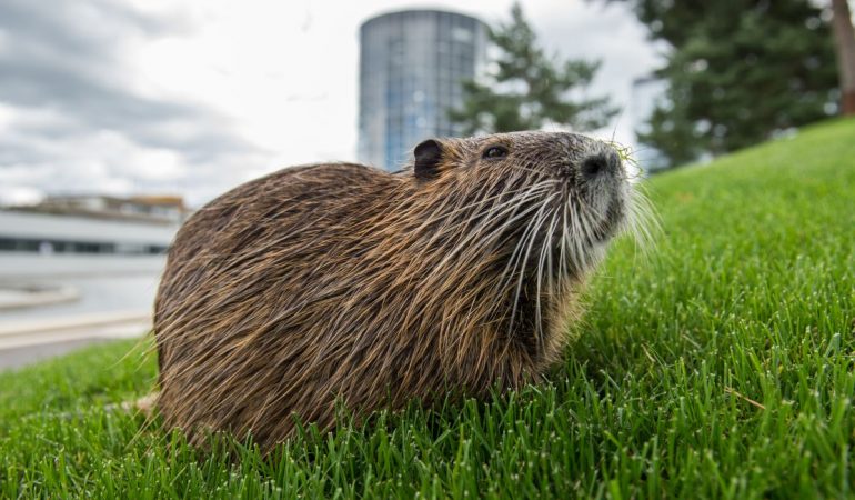 Mittlerweile leben viele exotische Tiere in der Stadt - wie zum Beispiel Nutrias, also Biberratten.