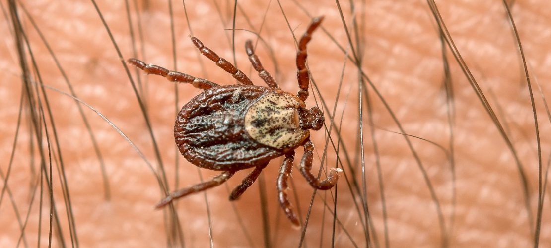 Nahaufnahme: Eine Zecke krabbelt über den Arm eines Mannes. (Foto: dpa)
