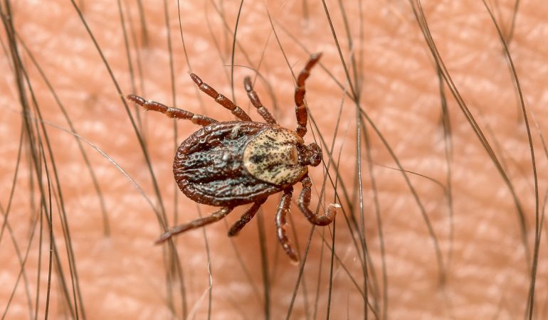 Nahaufnahme: Eine Zecke krabbelt über den Arm eines Mannes. (Foto: dpa)