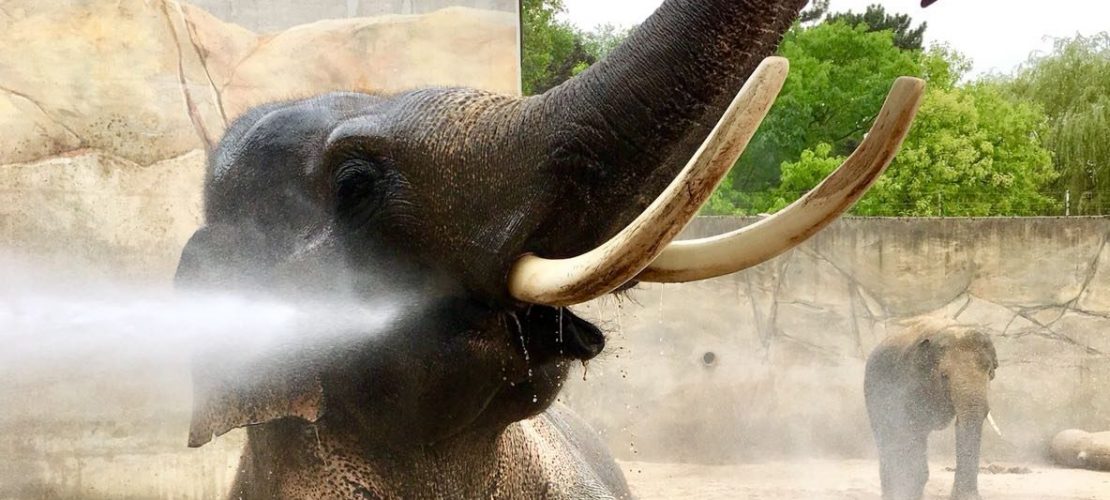 Elefant Foto: Archiv