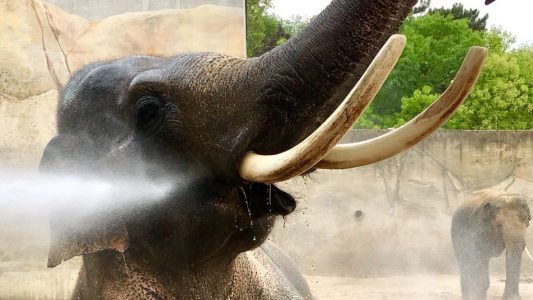 Elefant Foto: Archiv
