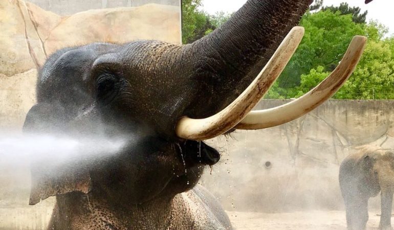 Elefant Foto: Archiv