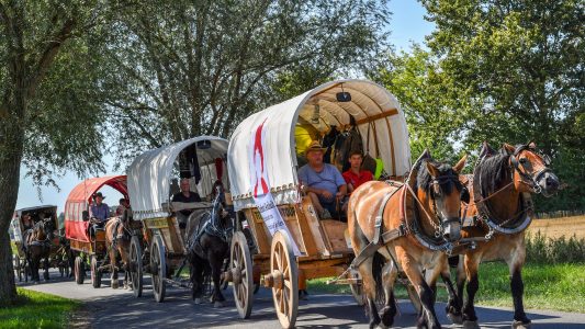 Diese Pferdetreck sorgt für Aufmerksamkeit - das ist auch gut so! (Foto: dpa)