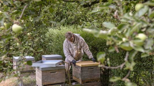 Ralf Heipmann bei seinen Völkern im Lentpark in Köln. (Foto: Uwe Weiser)