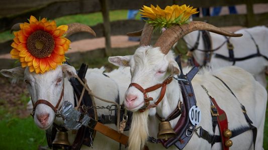 (Foto: LVR Freilichtmuseum Kommern)