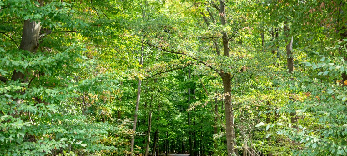 Der Wald der Zukunft