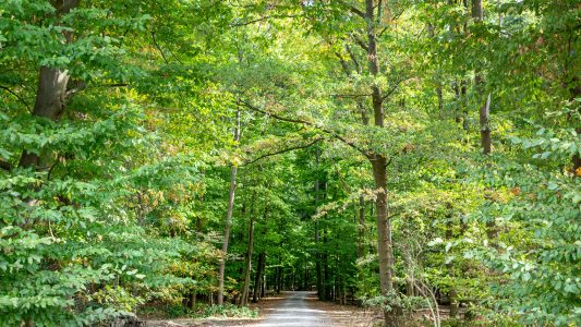 Der Wald der Zukunft