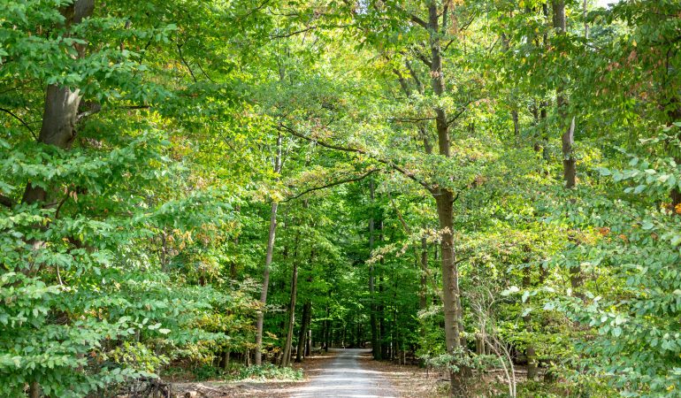 Der Wald der Zukunft
