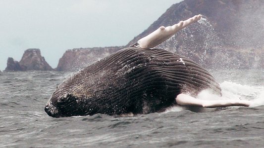 Plitsch und platsch! Wale lassen das Wasser spritzen.