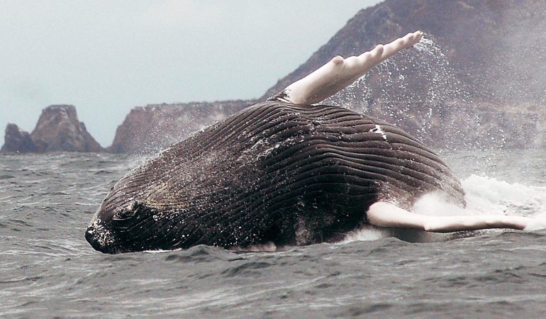 Plitsch und platsch! Wale lassen das Wasser spritzen.