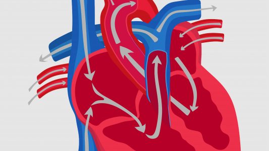 100 000 Schläge am Tag – Dein Herz