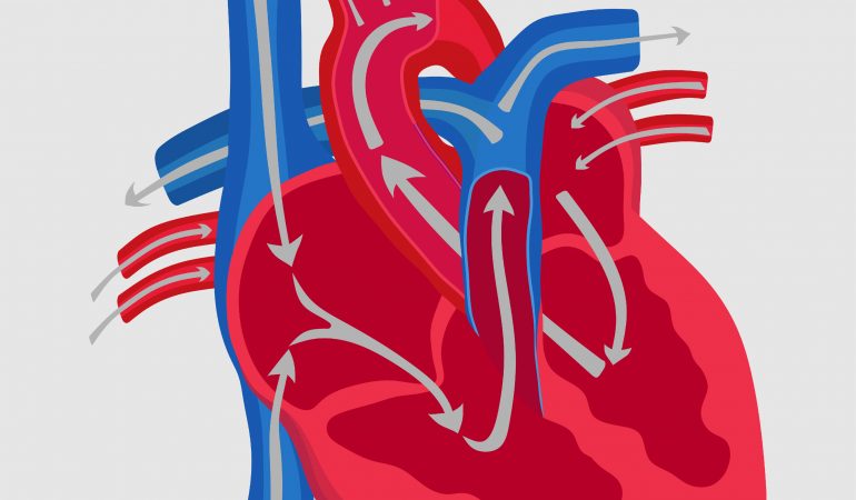 100 000 Schläge am Tag – Dein Herz