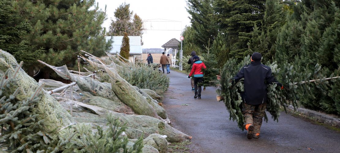 Plätzchen backen und Gutes tun